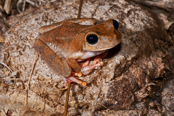 Perereca-olhos-de-esmeralda (Boana crepitans) | Emerald-eyed Tree Frog