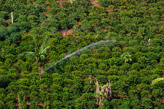 Planta&ccedil;&atilde;o de caf&eacute; (lavoura de caf&eacute;) | Coffee plantation