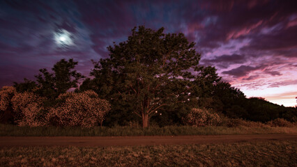 sunset in the forest