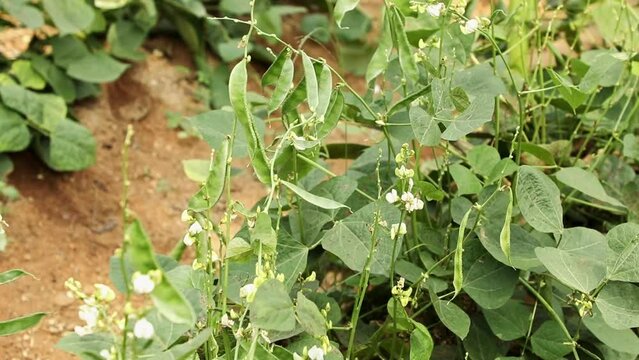 Closeup of hyacinth bean plants blooming in field