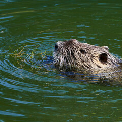 Nutria swimming in a river downtown Strasbourg