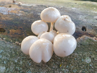 porcelain fungus also porcelain mushroom (in german Buchen-Schleimrübling also Beringte Schleimrübling) Mucidula mucida also Oudemansiella mucida