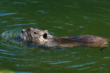 Nutria swimming in a river downtown Strasbourg