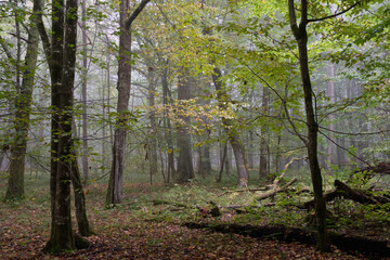 Misty morning in autumnal forest