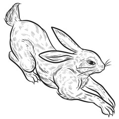 Hand drawn vector illustration of rabbit