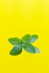 Fresh mint isolated on yellow background