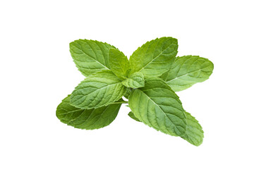 Fresh mint transparency background