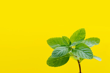 Fresh mint isolated on yellow background