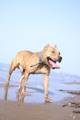Adult bulldog by the sea
