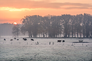 Die Rinder grasen auf der Wiese im Winter