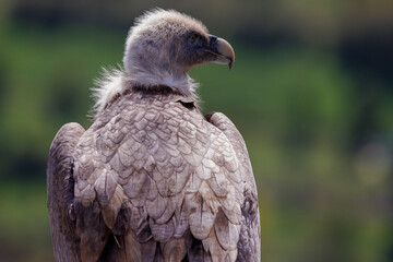 Portrait of a griffon vulture perched on the edge of a cliff, Provence