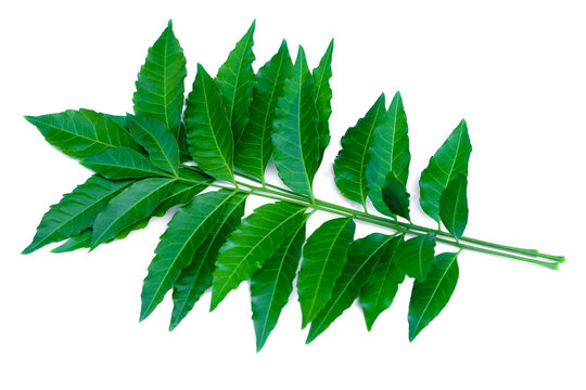 Fresh organic green herbal neem or azadirachta indica leaves on branch isolated on white background. Concept : useful herbal vegetable plant. Thai farmers use neem leaves to be natural pesticide.     