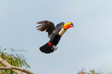 The toco toucan (Ramphastos toco), also known as the common toucan or giant toucan, flying in the North part of the Pantanal in Brazil