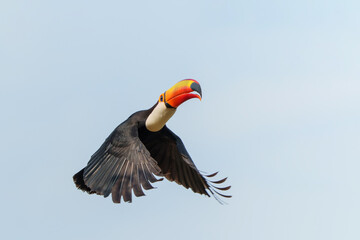 The toco toucan (Ramphastos toco), also known as the common toucan or giant toucan, flying in the North part of the Pantanal in Brazil - obrazy, fototapety, plakaty