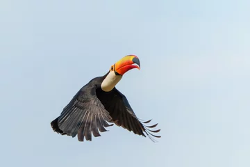 Photo sur Plexiglas Toucan The toco toucan (Ramphastos toco), also known as the common toucan or giant toucan, flying in the North part of the Pantanal in Brazil