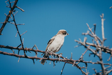 Weißbrauenweber (Plocepasser mahali) auf einem trocken Zweig (Aus, Namibia)
