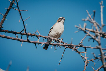 Wei&szlig;brauenweber (Plocepasser mahali) auf einem trocken Zweig (Aus, Namibia)