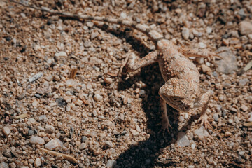 Porträt einer kleinen Agame, Damaraland, Namibia