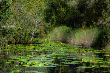 Colorful water lilies bloom in a pond with lush green foliage in the background.