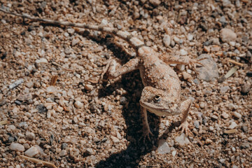 Porträt einer kleinen Agame, Damaraland, Namibia