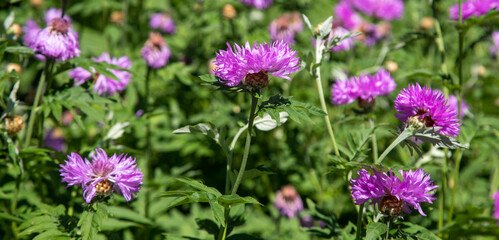 Fototapeta na wymiar Bright wild flowers in the field of nature.