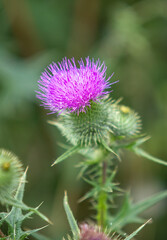 Blue flowers of prickly plant nature.