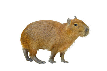 Capybara isolated on transparent background.
