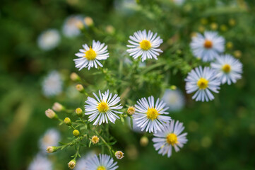 Fototapeta premium White yellow blooming flowers of Symphyotrichum dumosum plant