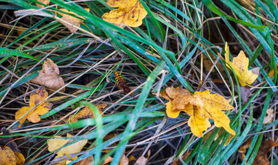 Wasp in green grass with yellow leaves.