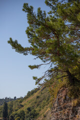 Fototapeta na wymiar Maritime pine against the blue sky.
