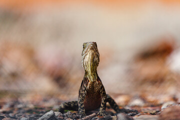 Brisbane Lizard