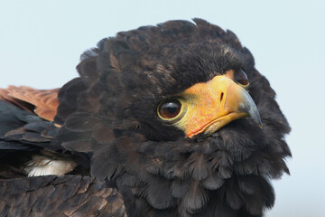 A portrait of a Bateleur against a blue sky
