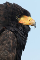 A portrait of a Bateleur against a blue sky
