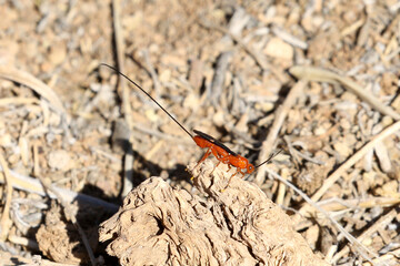 Wasp on dead wood in the Northern Cape, South Africa