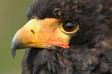 A portrait of a Bateleur against a green background
