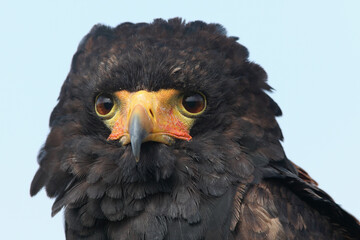 A portrait of a Bateleur against a blue sky
