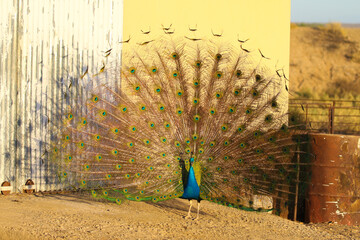 Peacock kept as a pet on a remote farm in Bushmanland, Northern Cape, South Africa