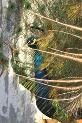 Peacock kept as a pet on a remote farm in Bushmanland, Northern Cape, South Africa
