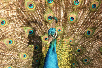 Obraz premium Peacock kept as a pet on a remote farm in Bushmanland, Northern Cape, South Africa