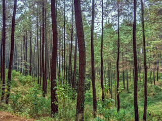 Obraz premium trees in the forest