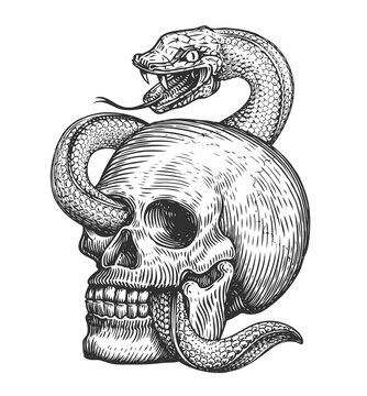 Snake wraps around human skull. Hand drawn sketch in vintage engraving style. Tattoo illustration