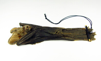 Dry stuffed mummy bat isolated on white. Nycteis javanica macro close up, taxidermy, horror, halloween