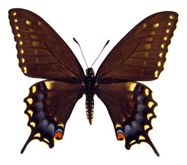Black blue butterfly isolated on white, Papilio polyxenes hybrid macro close up, collection...