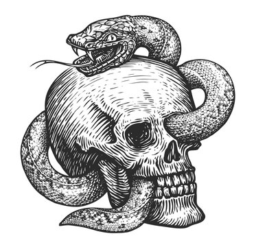 Snake and human Skull sketch. Hand drawn illustration in vintage engraving style. Tattoo isolated on white background