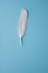 Feather of a white dove on a blue background.