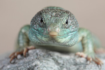 A portrait of an Ocellated Lizard on a rock
