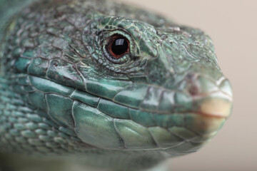 A portrait of an Ocellated Lizard

