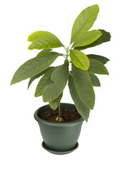 Obraz na płótnie Canvas Young avocado plant, PNG isolated on transparent background