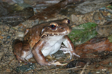 Smoky jungle frog (Leptodactylus pentadactylus) at the forest floor near a lake at night,...