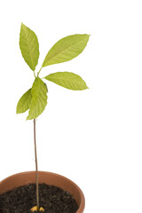 Young avocado plant, PNG isolated on transparent background